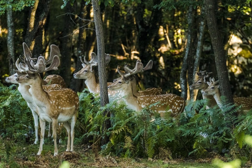 Skupina jelena mirno stoji u šumi okruženoj gustom vegetacijom